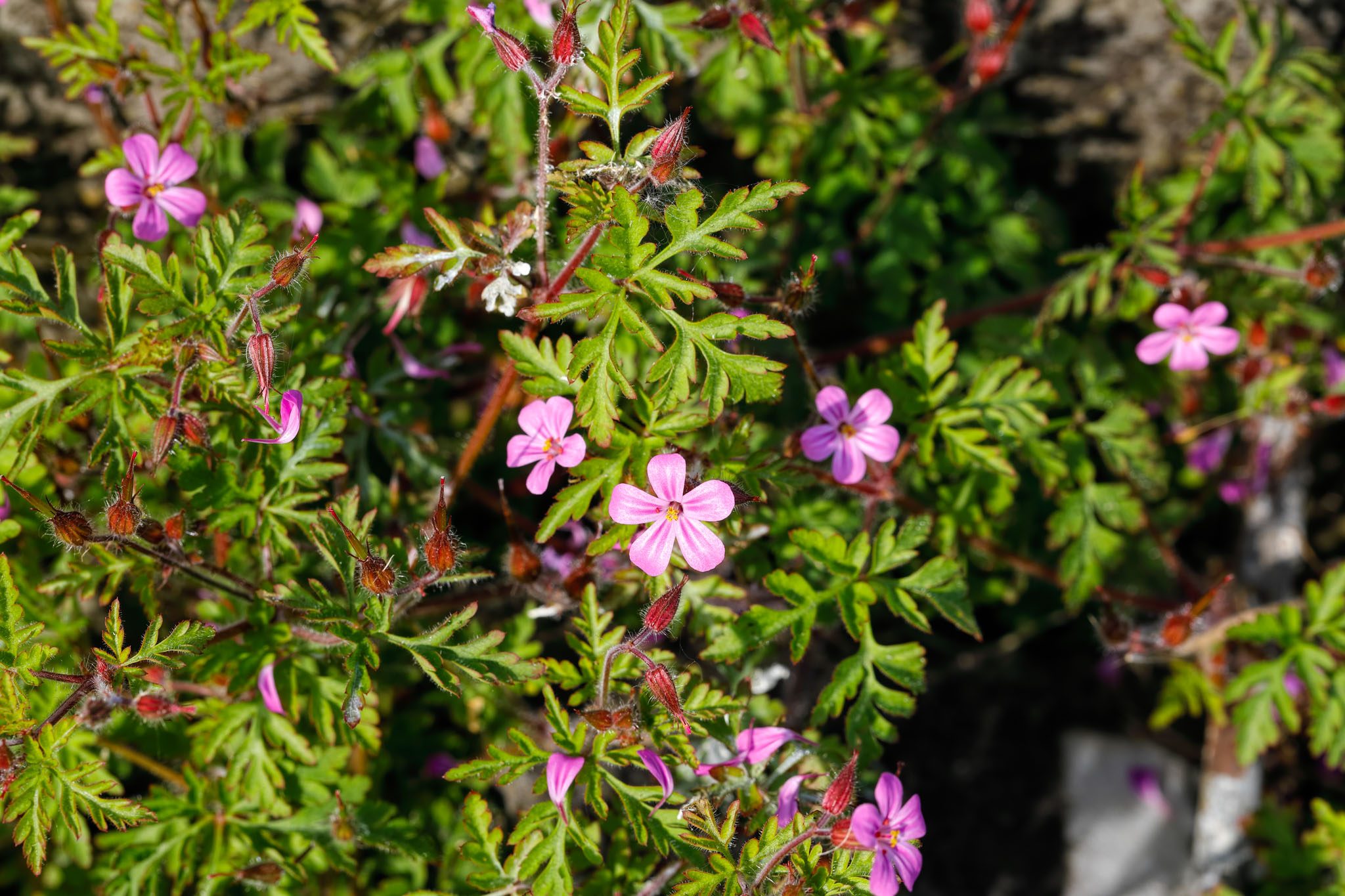 Ascent Yard Care — The Island’s Leading Experts in Invasive Removal