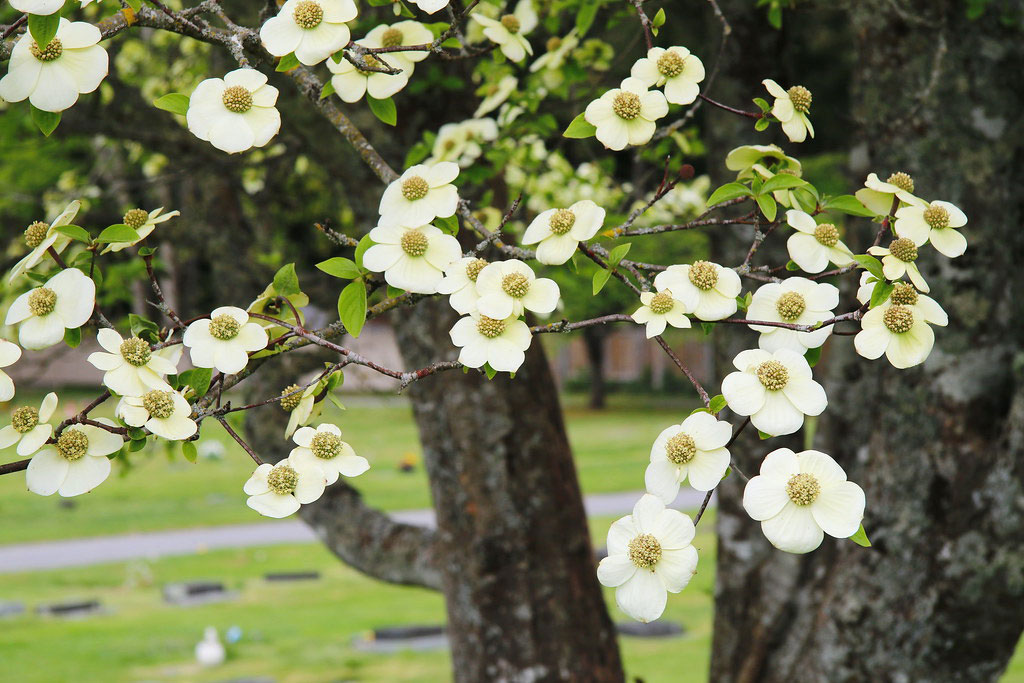 Dogwood Tree Pruning Services in Victoria, BC 