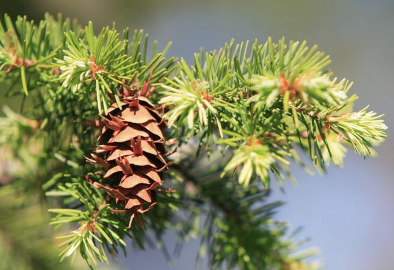 Douglas Fir