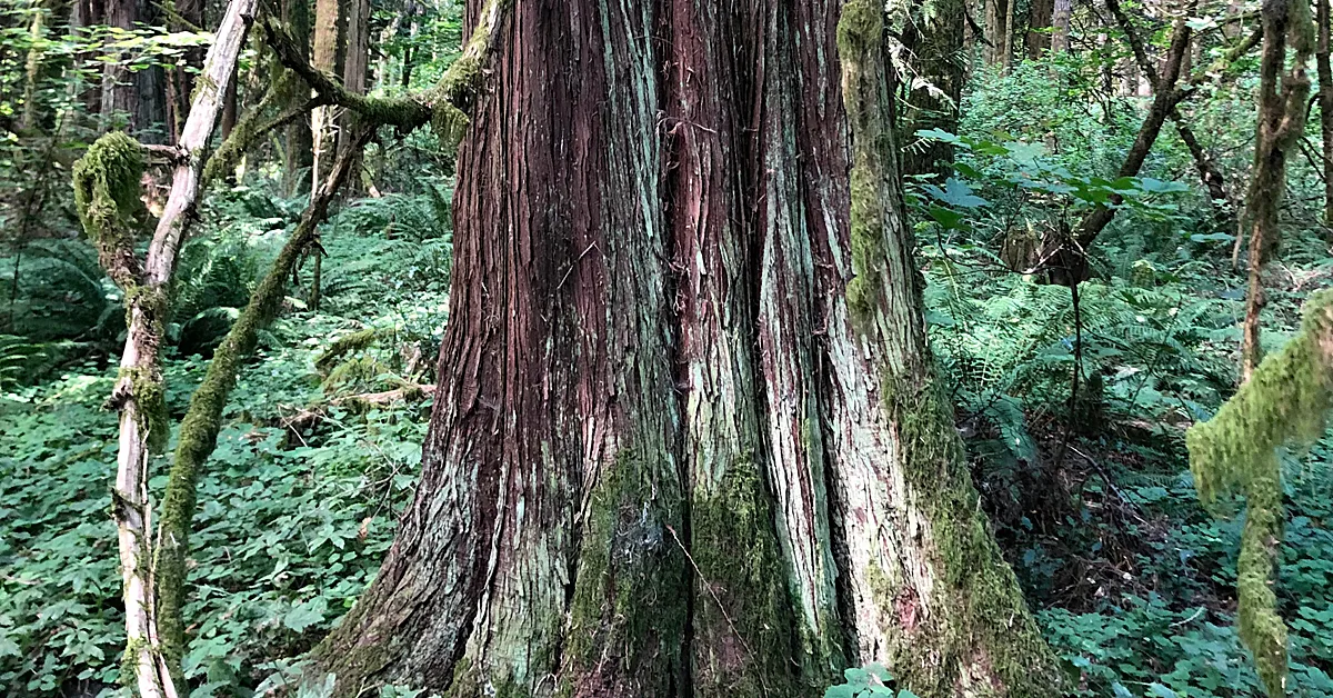 Cedar Tree Pruning Services
