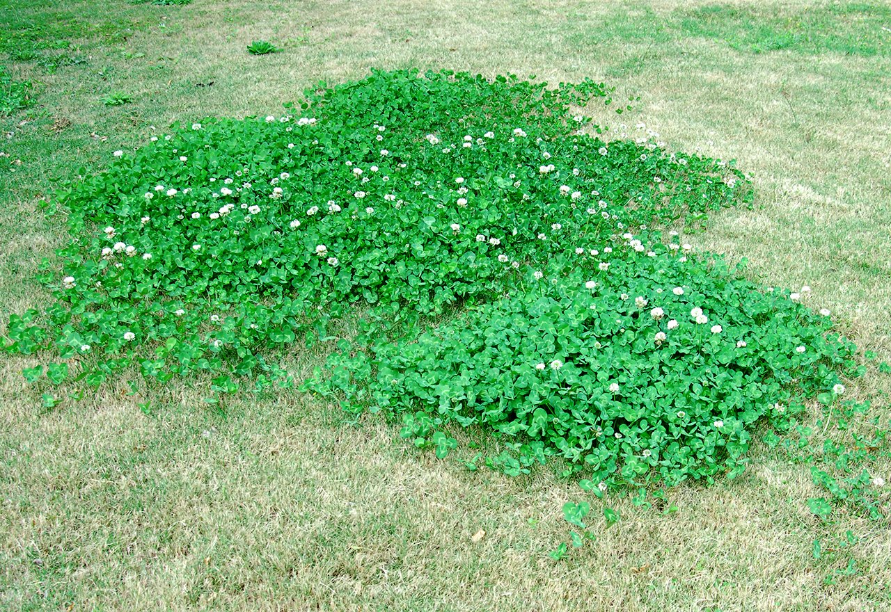 Finally: A Simple, Effective Way to Eradicate Clover & Oxalis