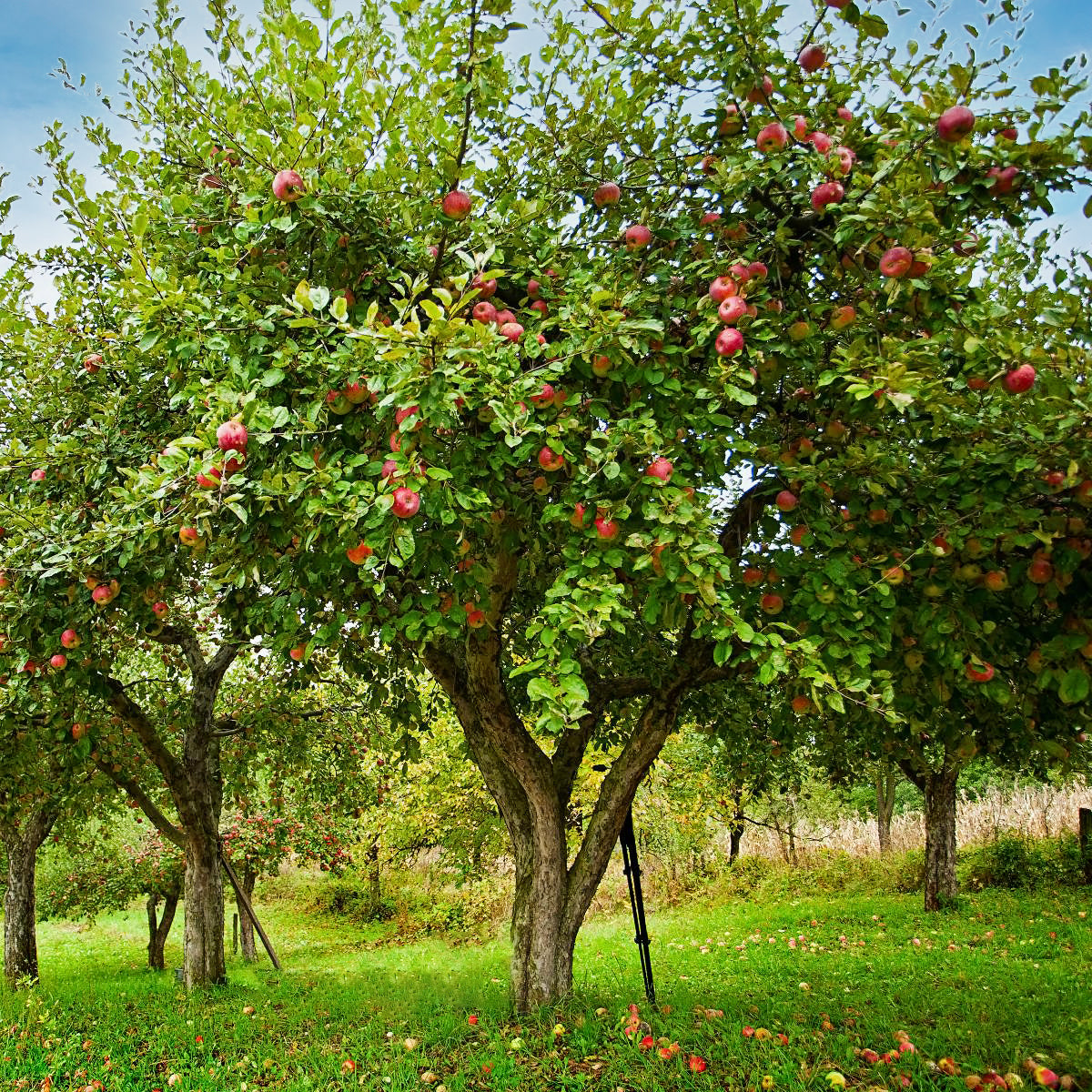 The Fruit Tree Management Plan: Turning Overgrown Liabilities into Orchard-Quality Assets