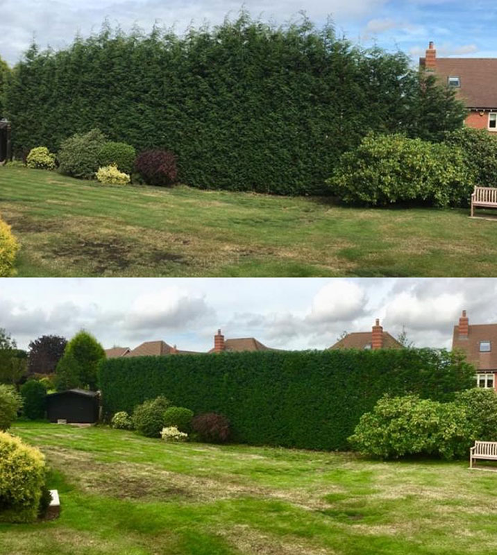 Ascent Yard Care — The Island’s Premier Hedge Maintenance and Restoration Company