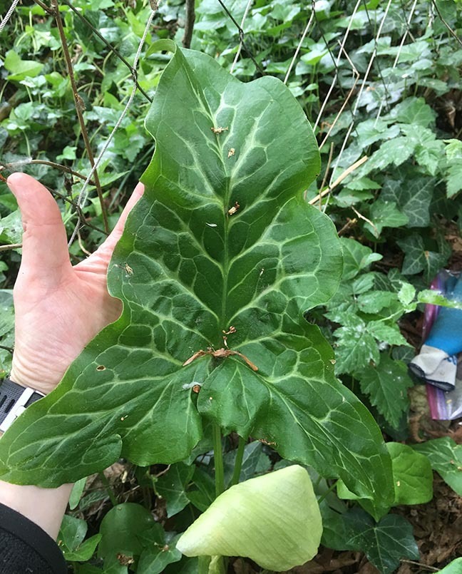 Ascent Yard Care — The Island’s Most Trusted Invasive Plant Removal Specialists