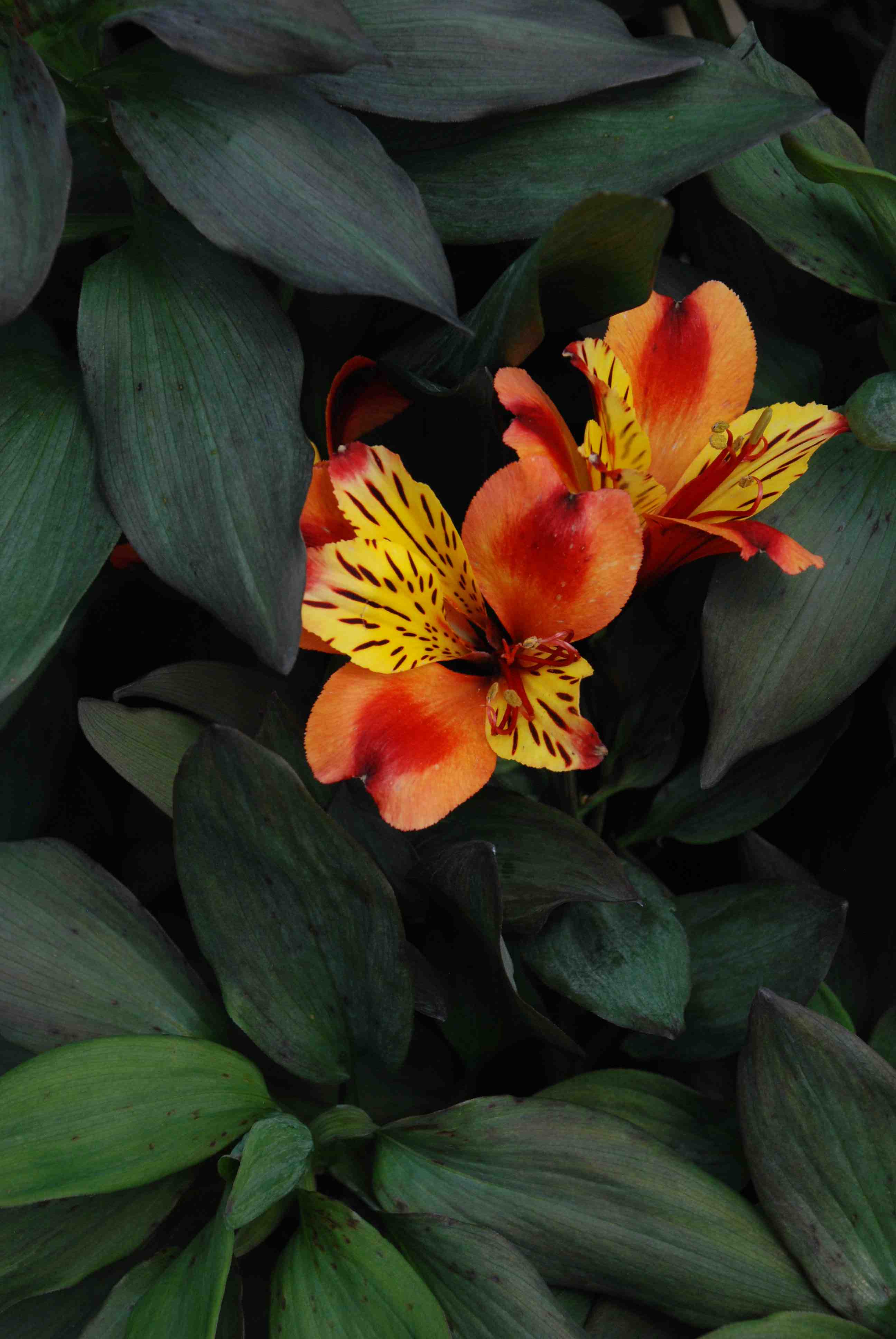 Ascent Yard Care — The Island’s Experts in Invasive Ornamental Plant Removal
