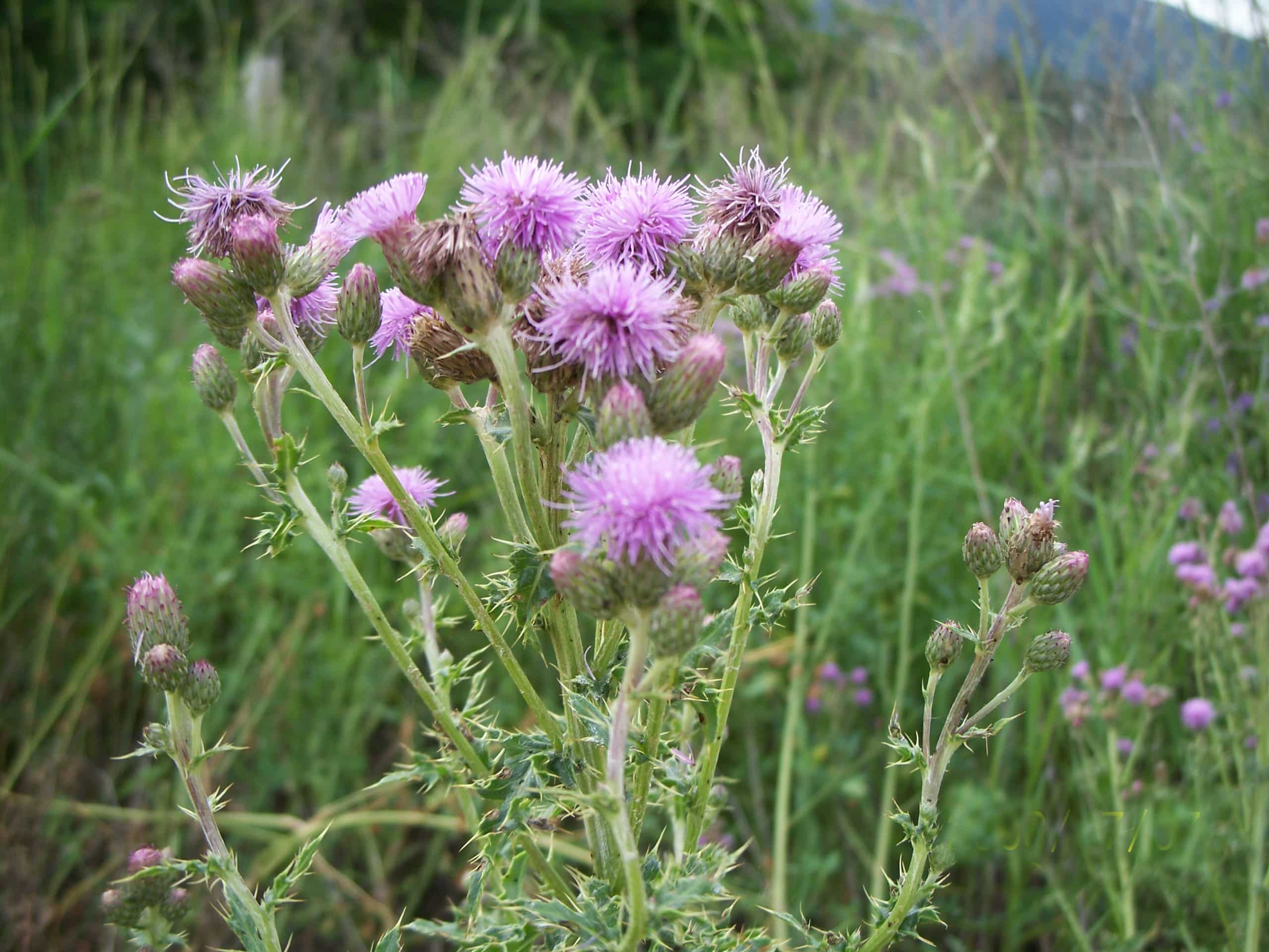 Ascent Yard Care — The Island’s Experts in Invasive Thistle Control and Permanent Removal