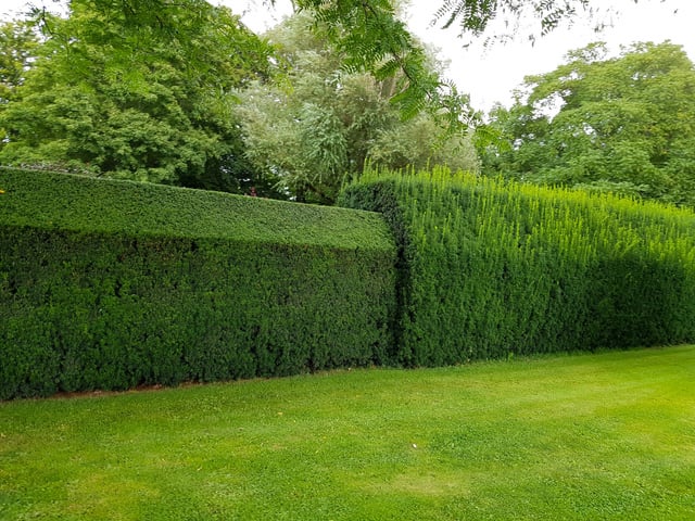The One-Day Hedge Reset by Ascent