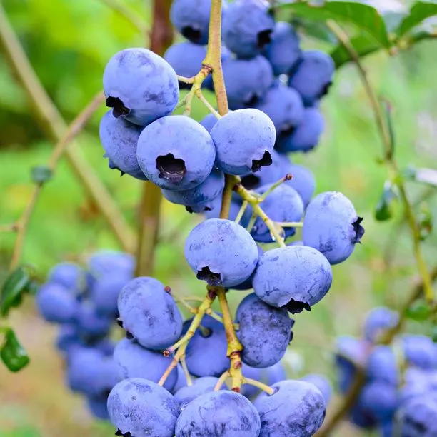 7 Ways to Get Your Blueberry Bushes to Produce More Fruit in Victoria, BC