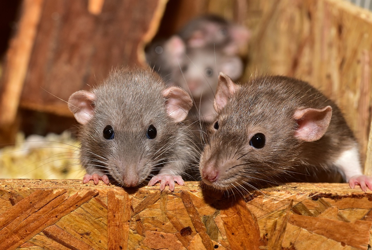 3 rats