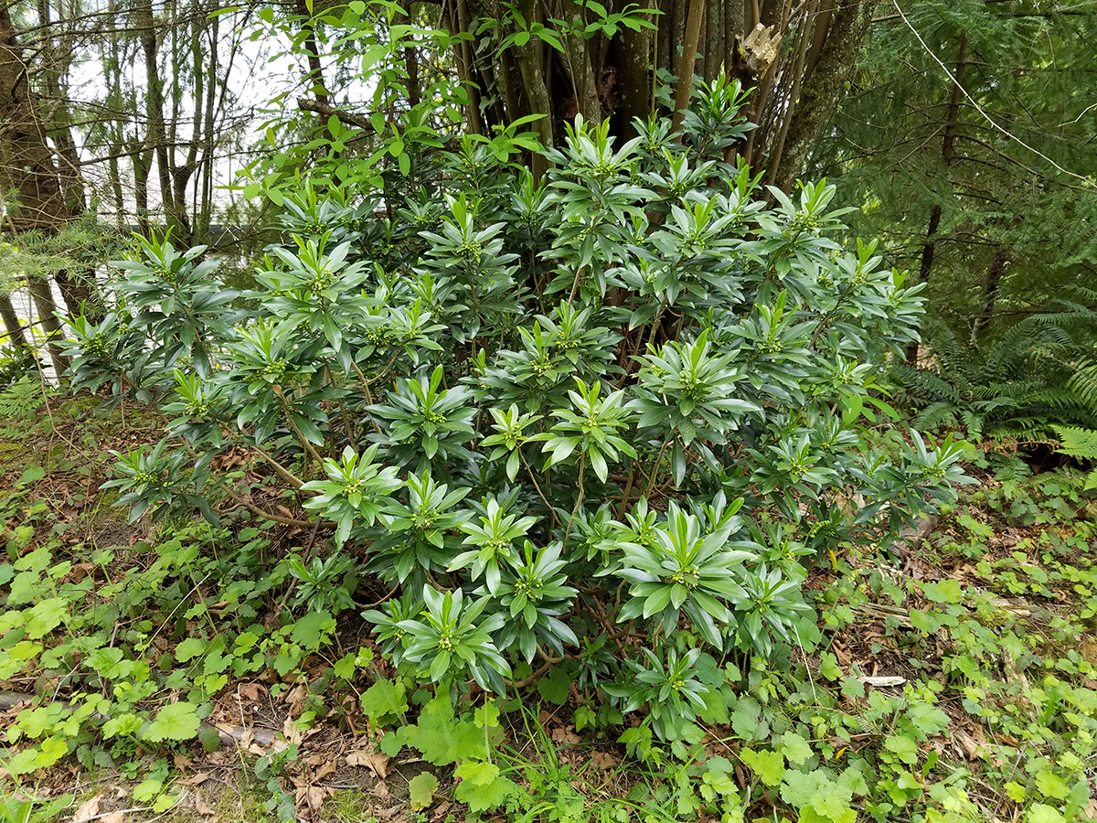 Frequently Asked Questions About Spurge Laurel Removal in Victoria, BC