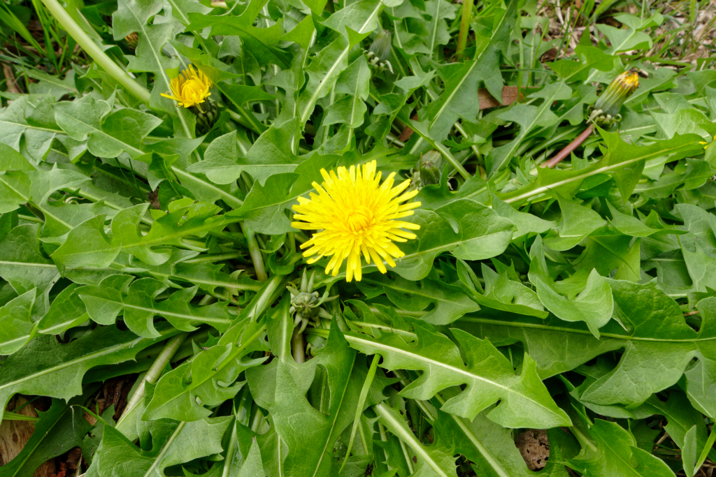 Eco-Friendly Herbicide for Lawn Weeds, Garden Weeds, and Invasive Plants in Victoria, BC