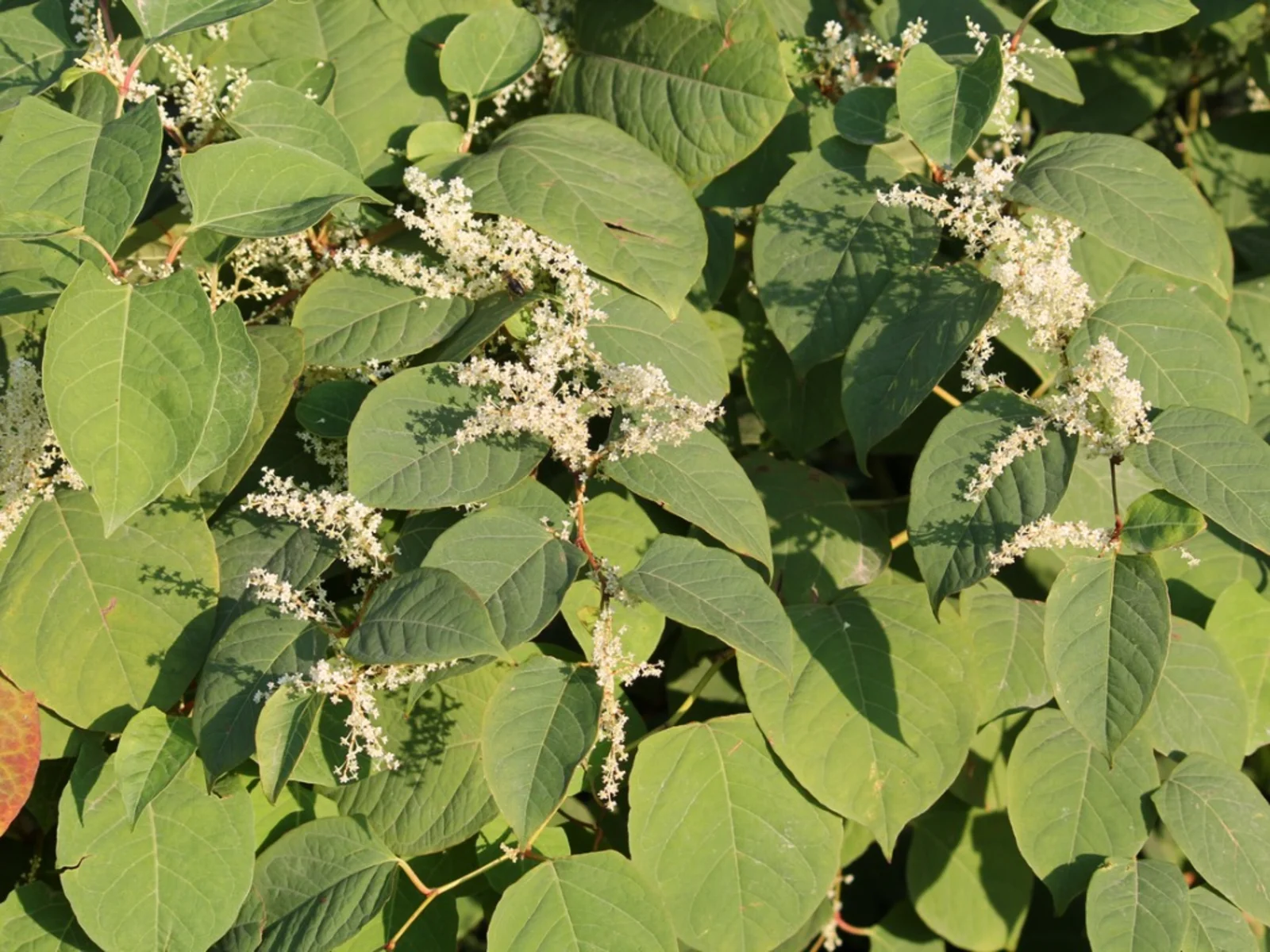 Conquer Knotweed with Victoria’s Top Rated Removal Service