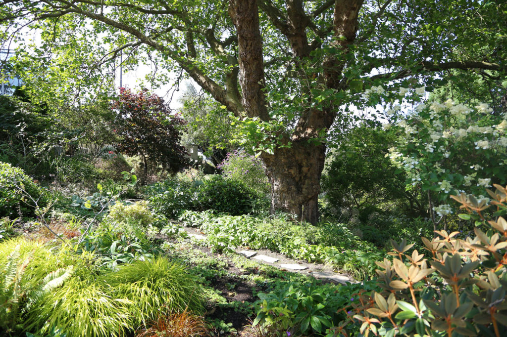 Garry Oak Ecosystem: Complete Native Plant Guide