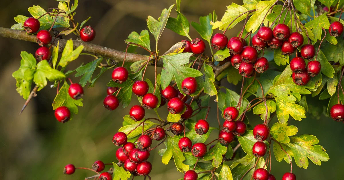 Ascent Yard Care — Vancouver Island’s Trusted Experts in Invasive Tree and Shrub Control
