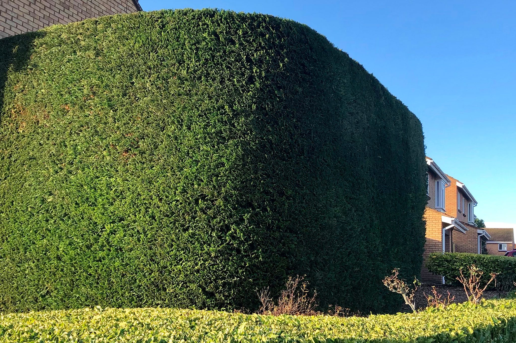 Hedge Trimming 101: Maintaining a Healthy and Attractive Hedge