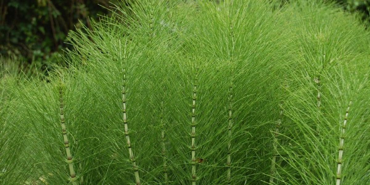 Invasive Horsetail Equisetum