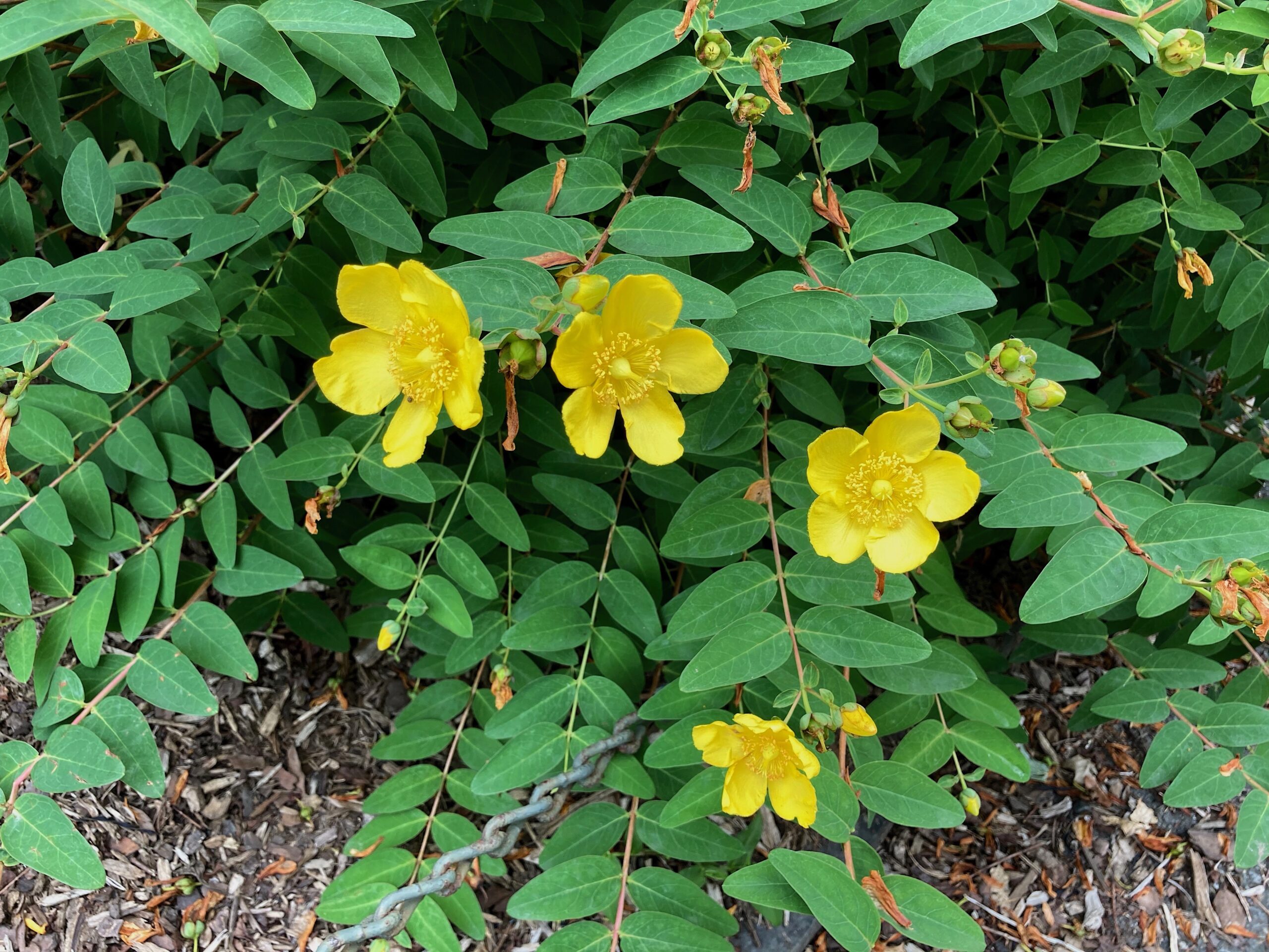 Eliminating St. John’s Wort With Organic Herbicide in Victoria, BC