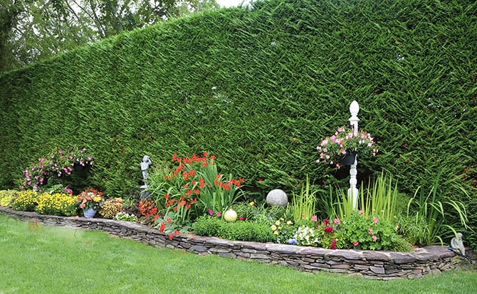 Top-Rated Hedge Trimming Service on the Saanich Peninsula | Ascent Yard Care