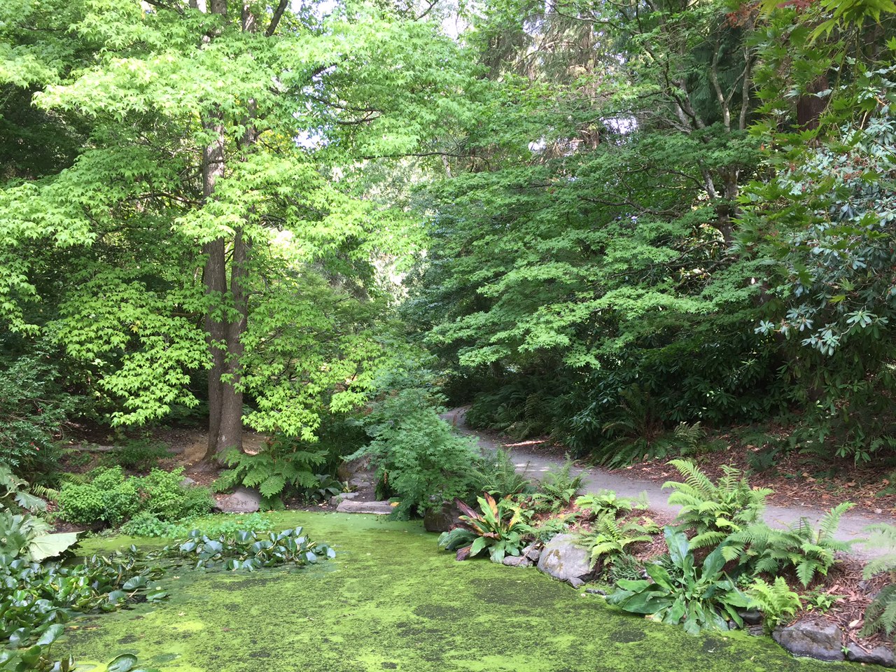 Complete Tree Care Guide for Vancouver Island Climate