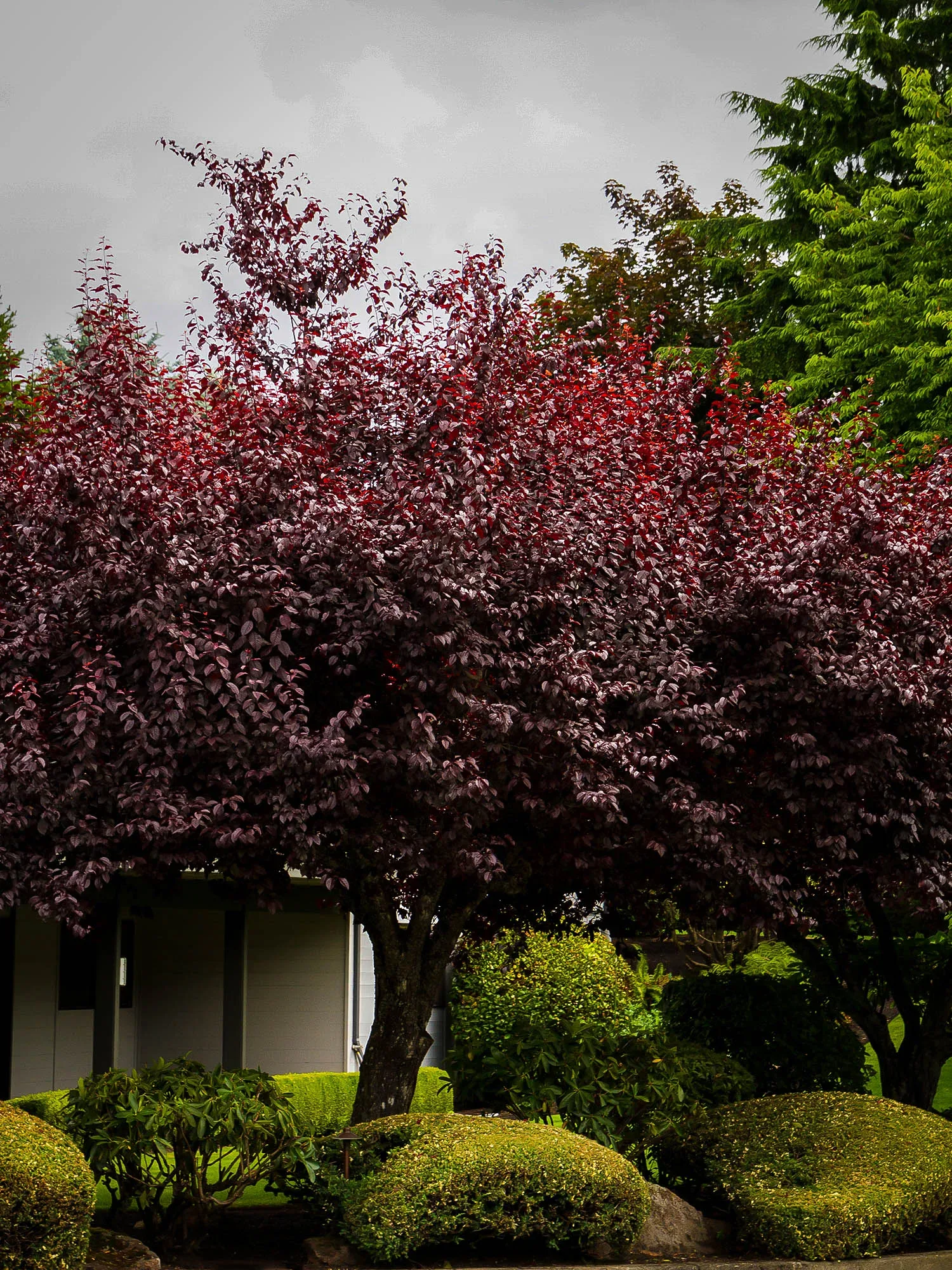 Plum Tree Pruning