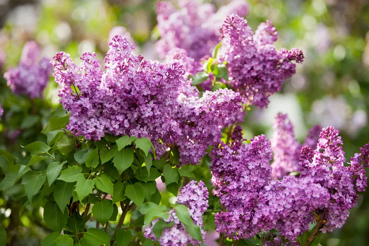 Nine essential tips to ensure your lilacs thrive