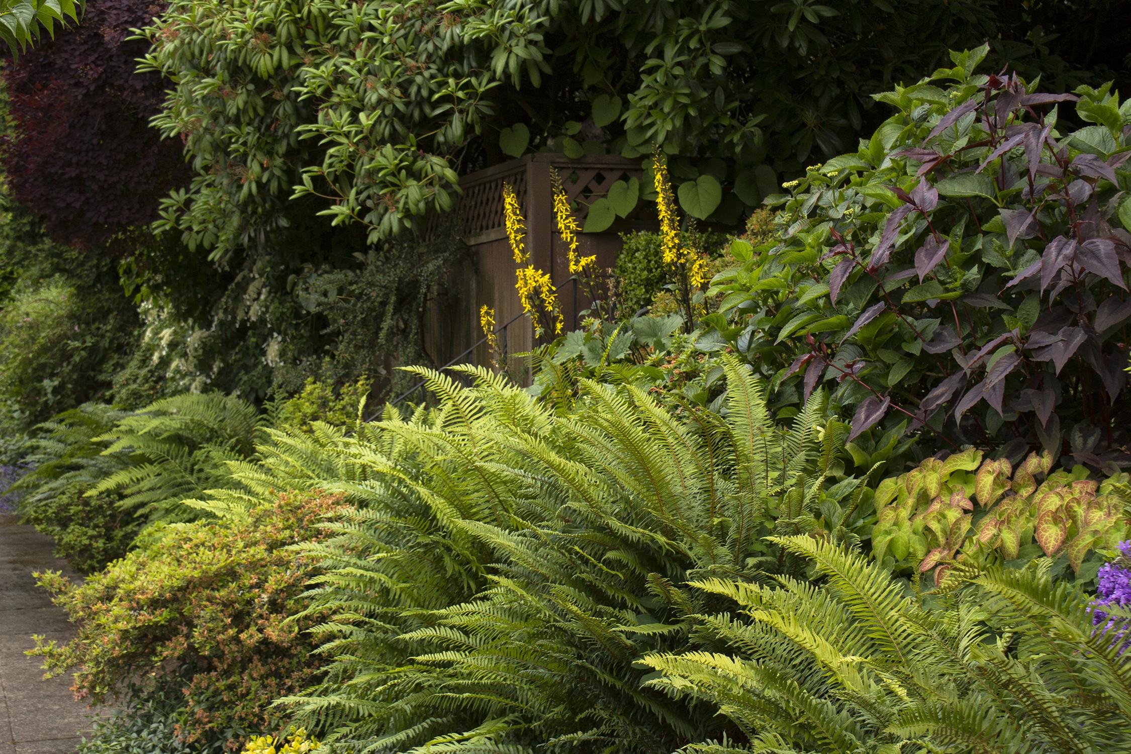 Vancouver Island Native Plant Guide: A Complete Resource for Local Gardens
