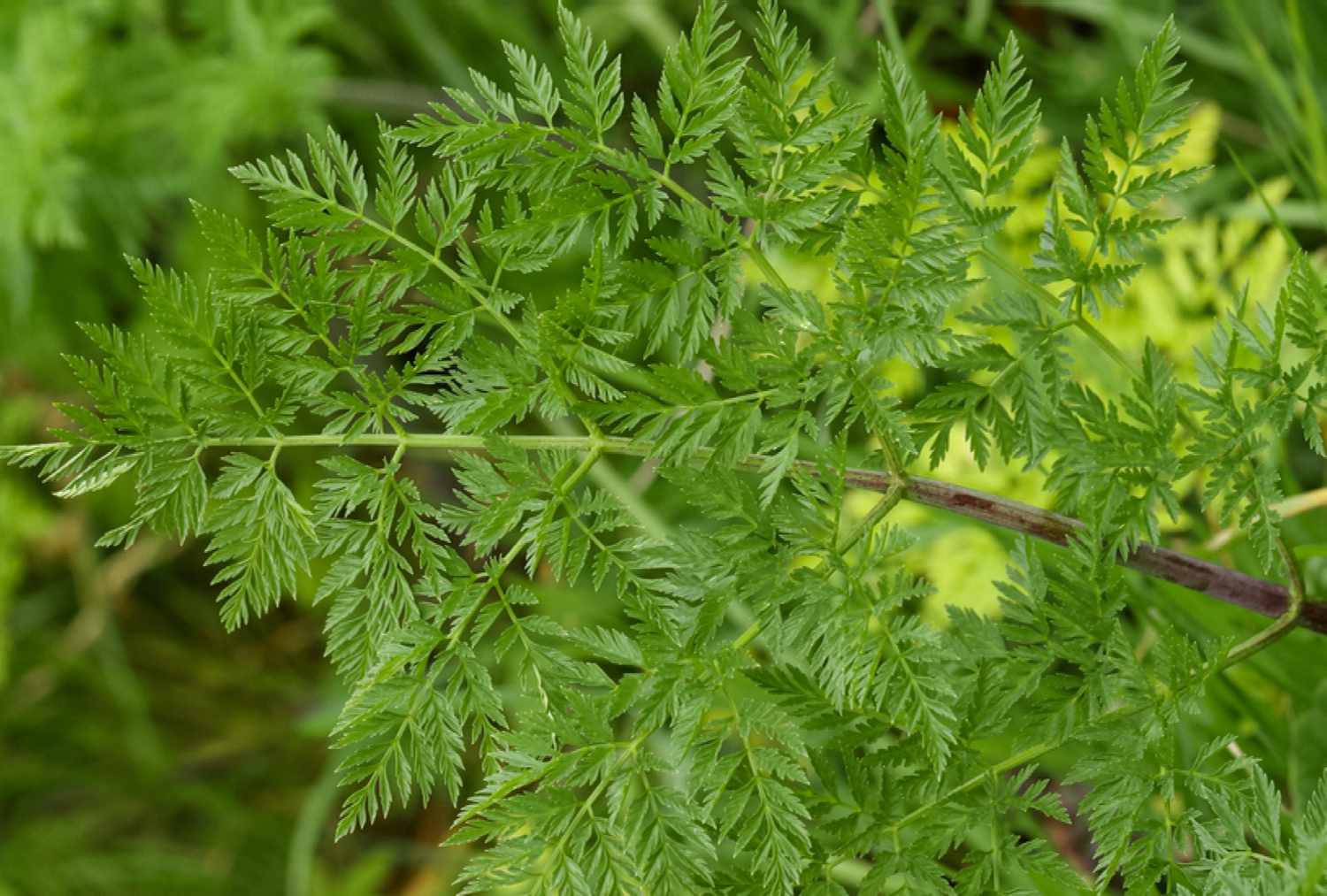 Poison Hemlock