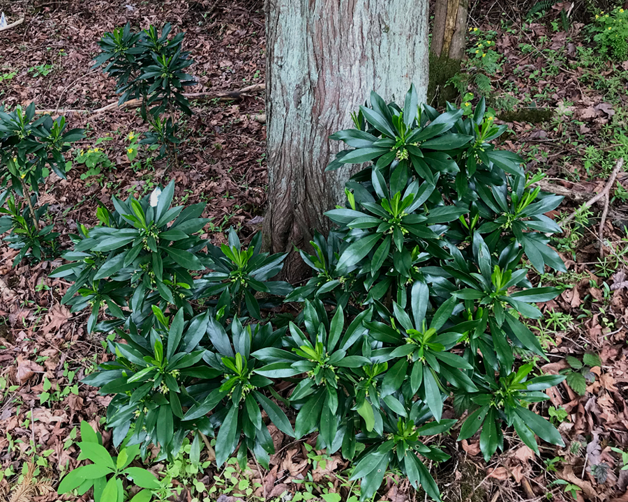 Eliminating Spurge Laurel in Victoria, BC With Organic Herbicide 