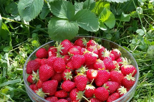 7 Ways to Get Your Strawberry Plants to Produce More Berries in Victoria, BC