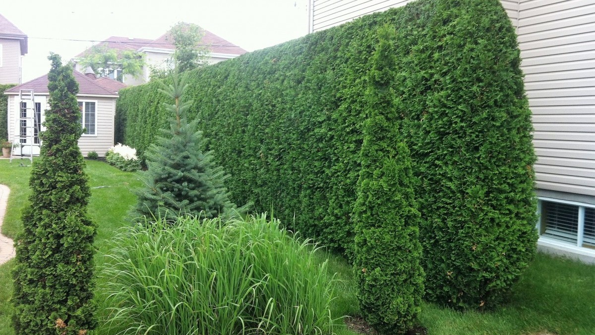 Cedar Hedge Care in Victoria, BC
