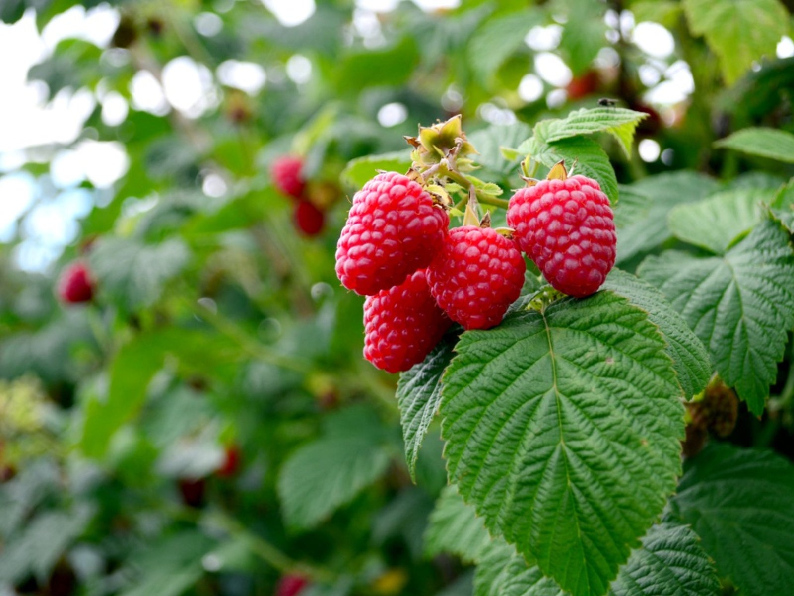 7 Ways to Get Your Raspberry Bushes to Produce More Fruit in Victoria, BC