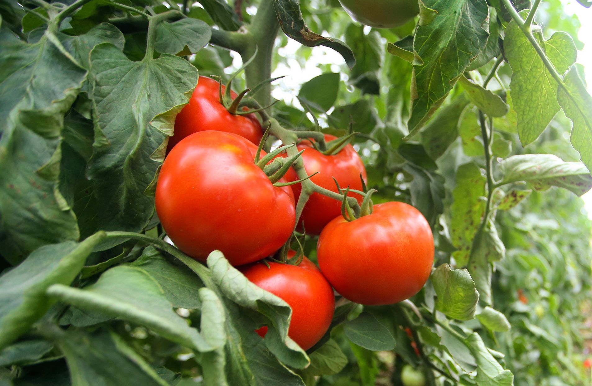 7 Ways to Get Your Tomato Plants to Produce More Tomatoes in Victoria, BC