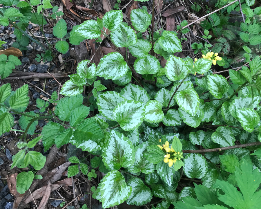Yellow Archangel Removal: A Comprehensive Guide