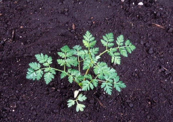 poison hemlock removal