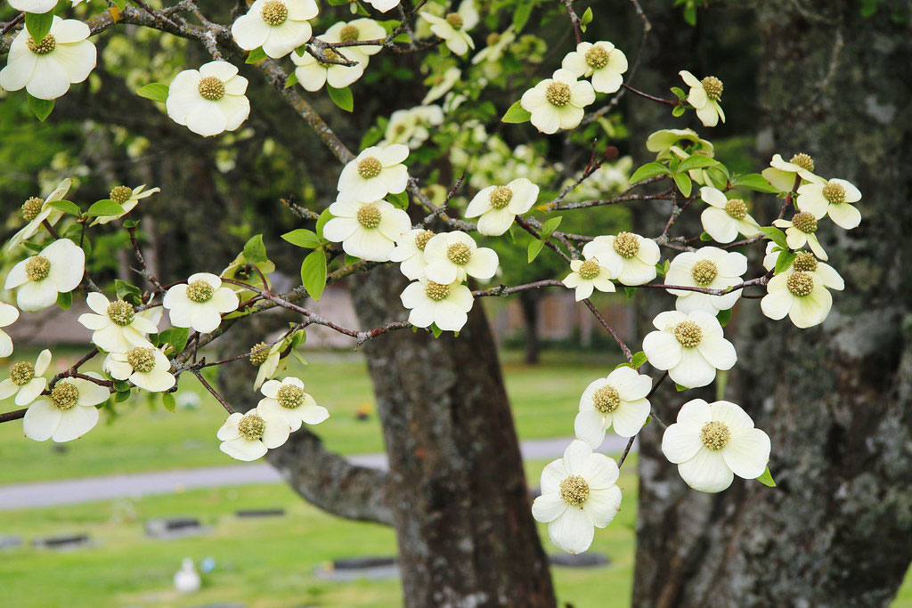 7 Best Trees To Attract Pollinators In Your Gardens In Victoria, BC