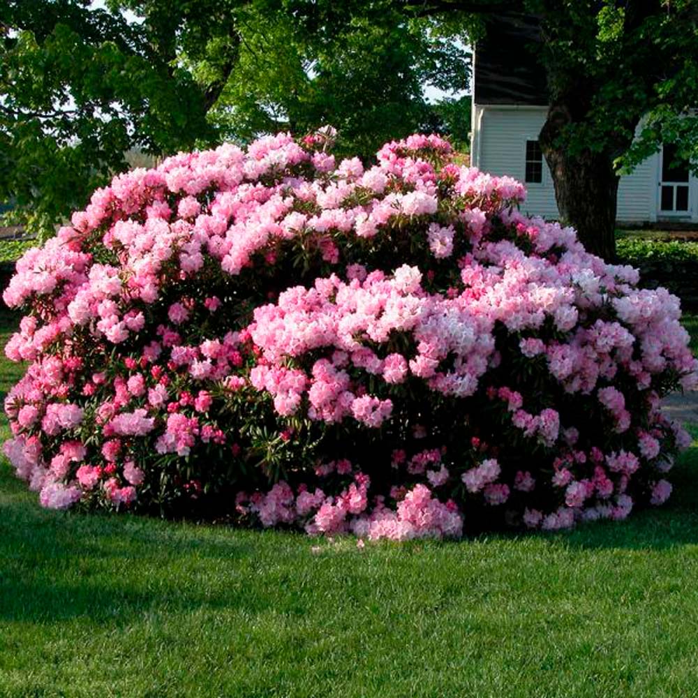 7 Things Every Rhododendron Needs To Flourish In Victoria, BC 
