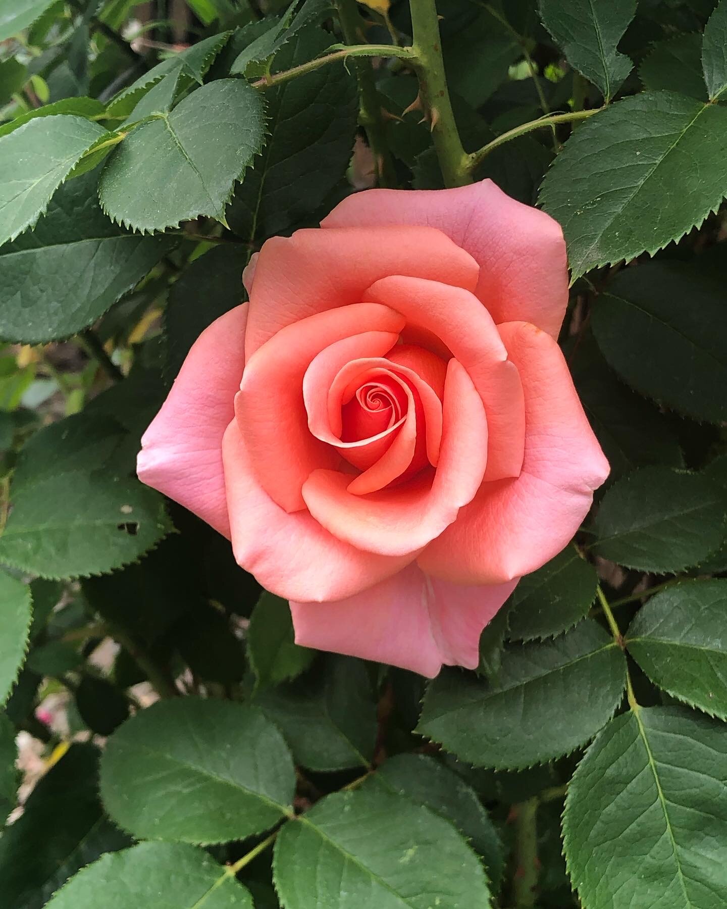 7 Ways To Grow Big Bright Roses In Your Garden Victoria, BC 