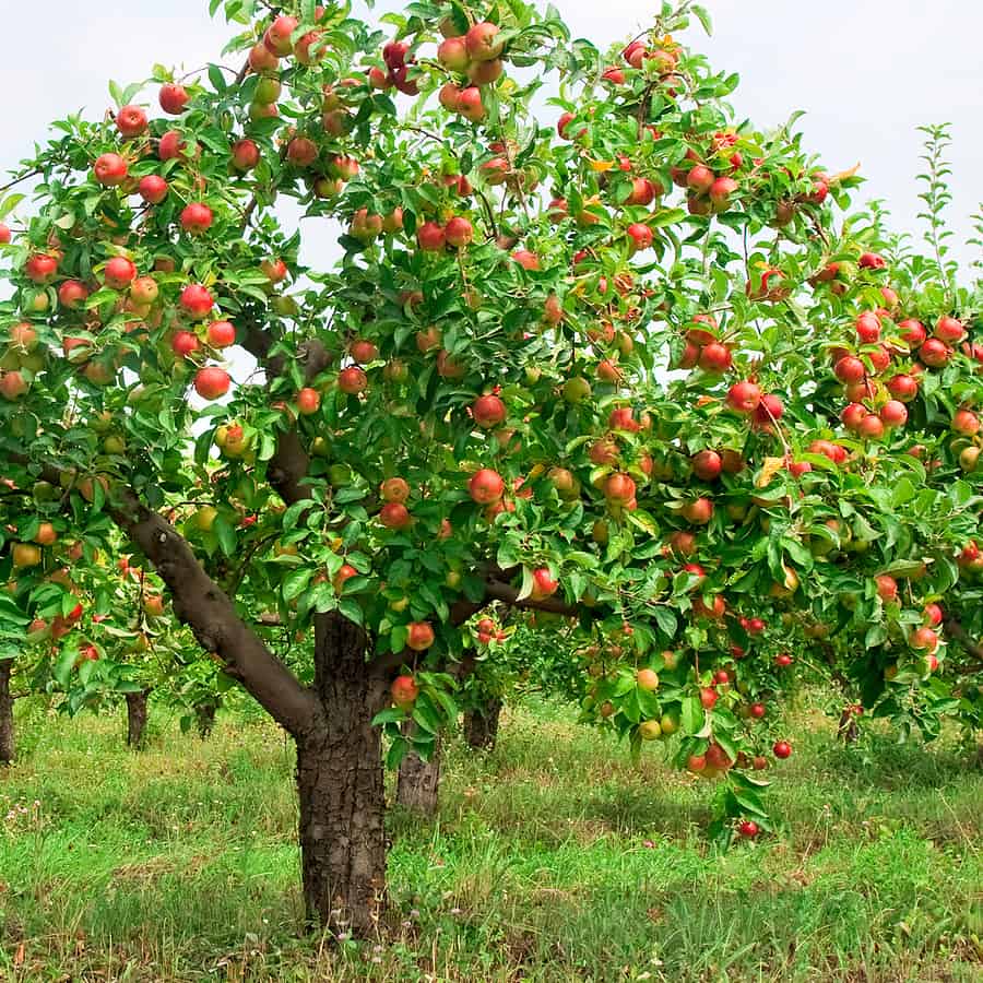 7 Ways To Get Your Apple Tree To Produce More Fruit In Victoria, BC
