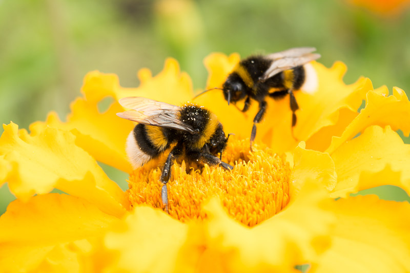 7 Best Flowers To Attract Pollinators In Your Garden In Victoria, BC