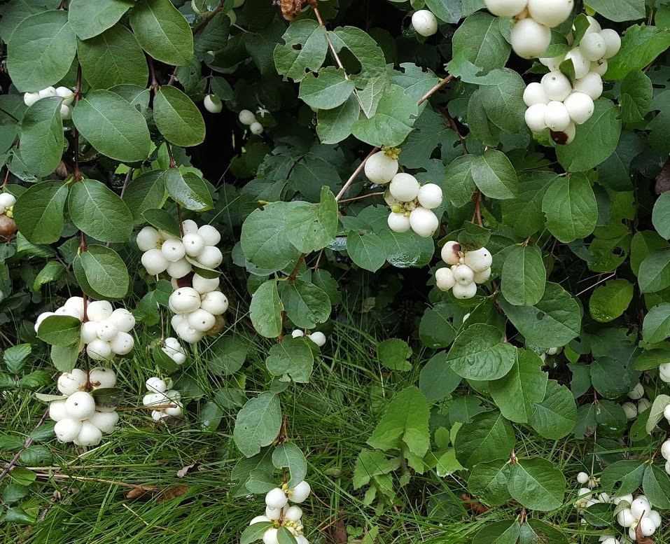 How to get rid of snowberry bushes