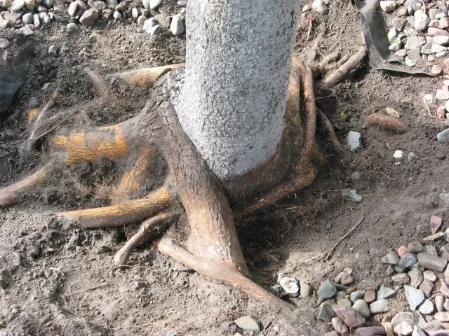 Roots encircling tree trunk