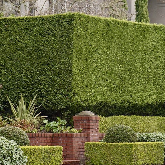 Hedge Trimming Service in Sidney, BC