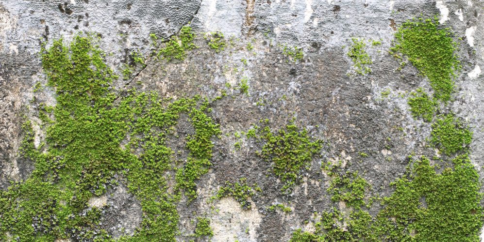 7 Ways To Remove Moss From Concrete In Victoria, BC