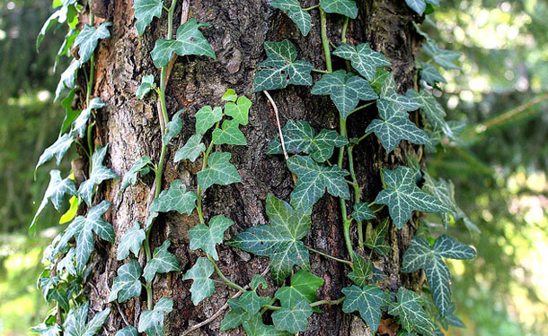 Ivy covered tree trunk