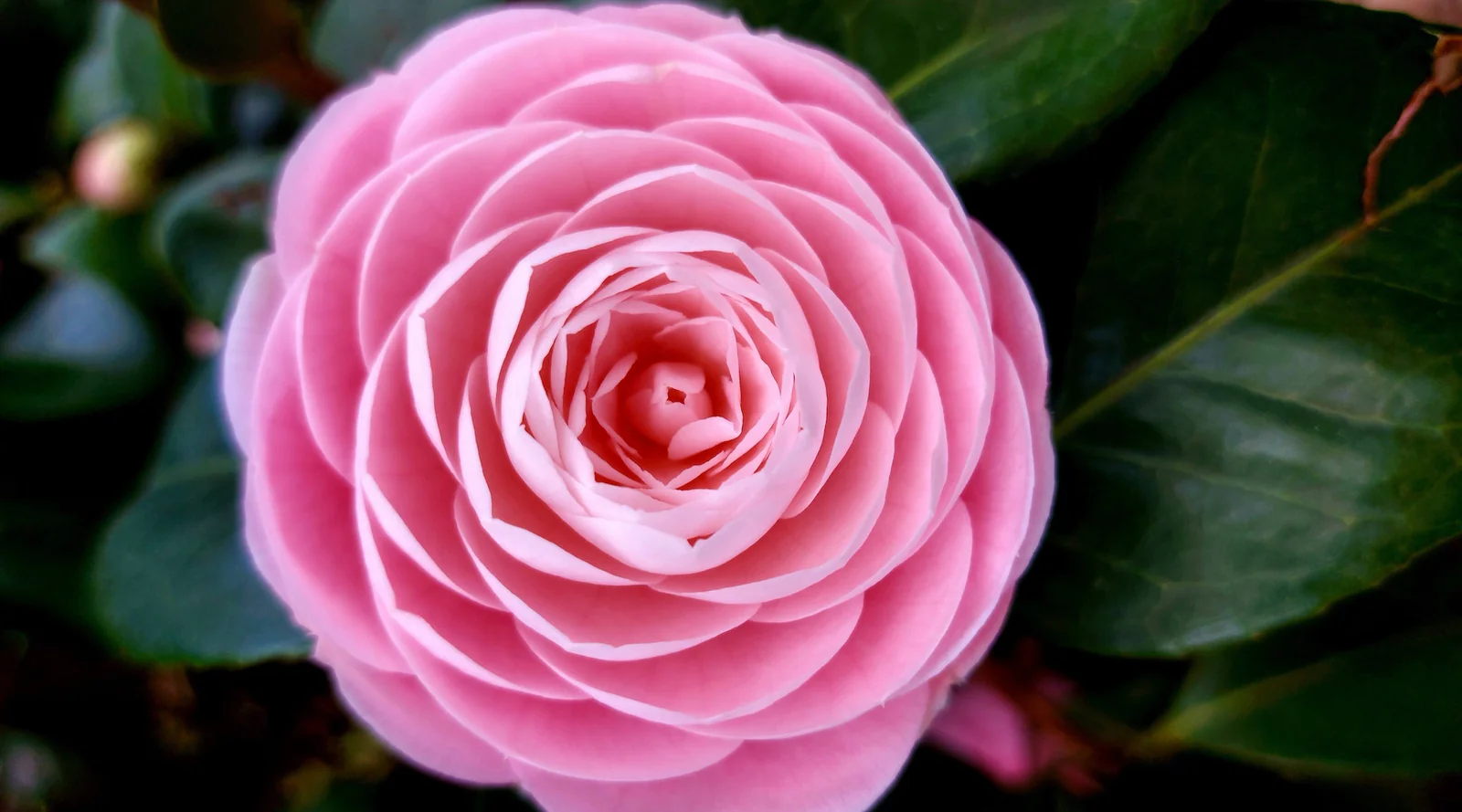 9 Things You Need To Know When Planting Camellias In Victoria, BC 
