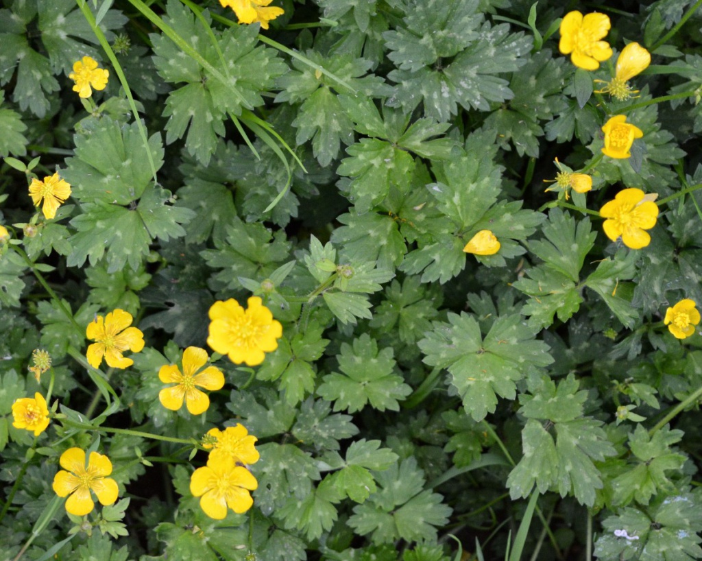 5 Ways To Get Rid Of Buttercup - Creeping Buttercup