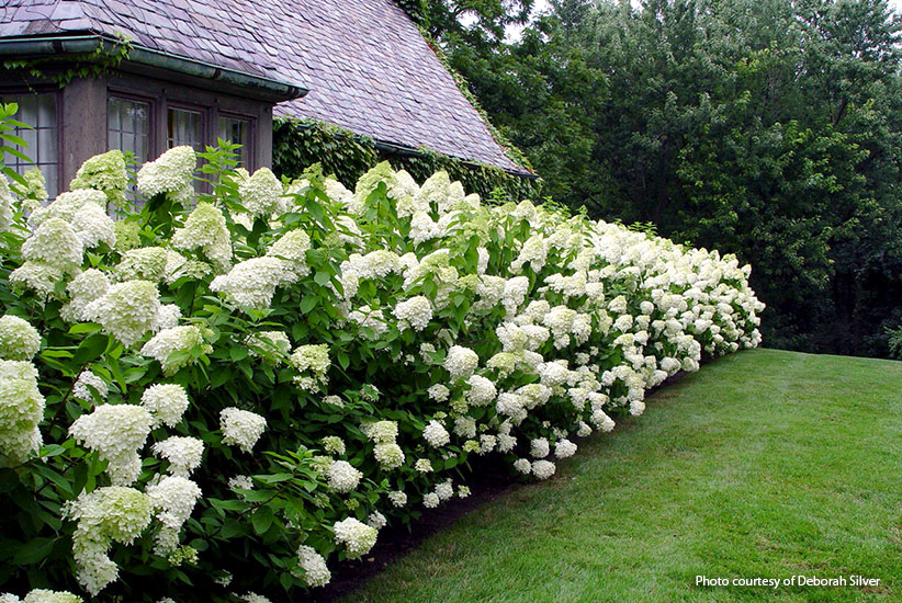7 Ways To Grow Hydrangeas In Your Garden In Victoria, BC