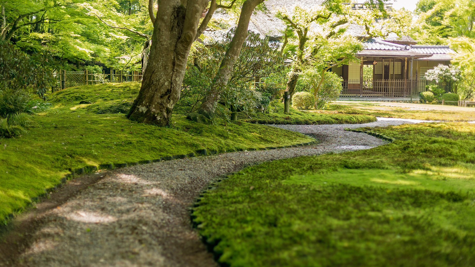 7 Ways To Grow Moss In Your Garden In Victoria, BC