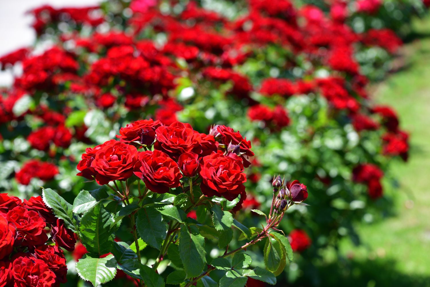7 Ways To Grow Roses In Your Garden In Victoria, BC