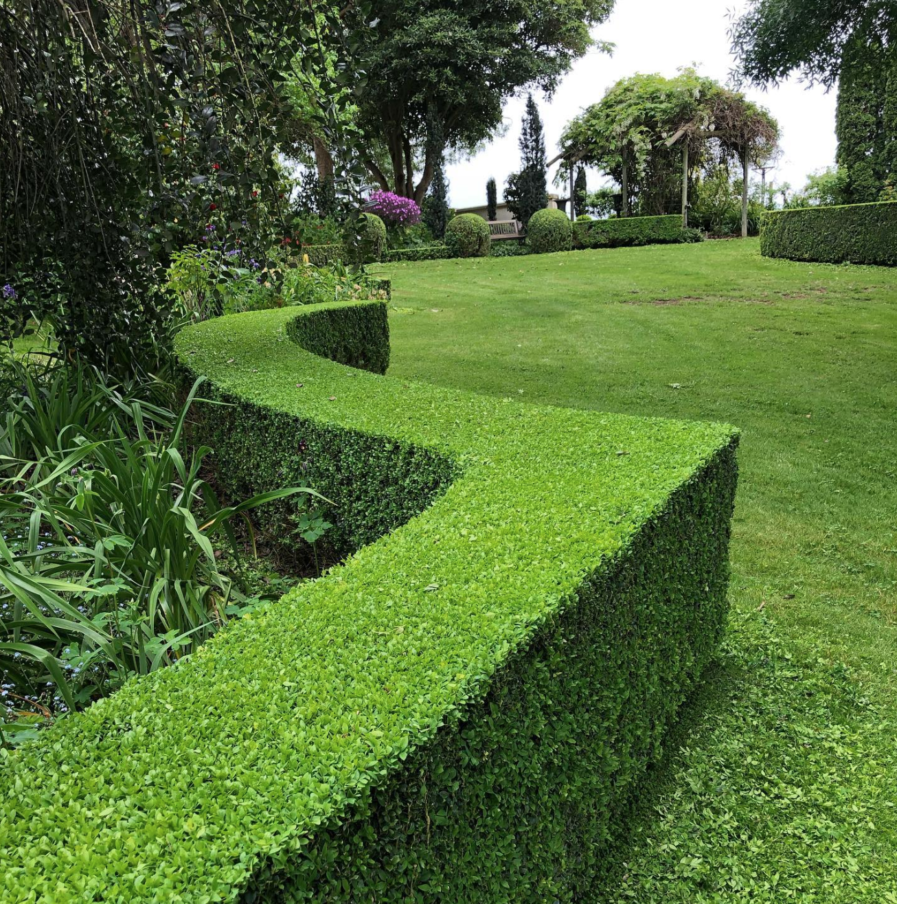 7 Ways To Grow Boxwoods In Your Garden In Victoria, BC